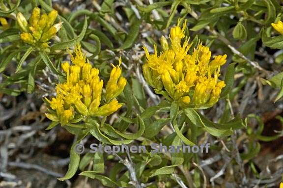 chrysothamnus viscidiflorus ssp viscidiflorus 1 graphic